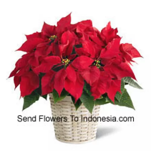 Un'allegra, colorata e duratura poinsettia in un cestino. (Si prega di notare che ci riserviamo il diritto di sostituire qualsiasi prodotto con un prodotto idoneo di pari valore in caso di mancanza di un certo prodotto)