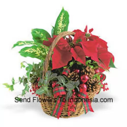 Questo vaso da vacanza a lunga durata presenta un assortimento di robuste piante verdi da interno combinate con un festivo mini poinsettia e decorate con pigne e dettagli. (Si prega di notare che ci riserviamo il diritto di sostituire qualsiasi prodotto con un prodotto idoneo di pari valore in caso di non disponibilità di un certo prodotto)