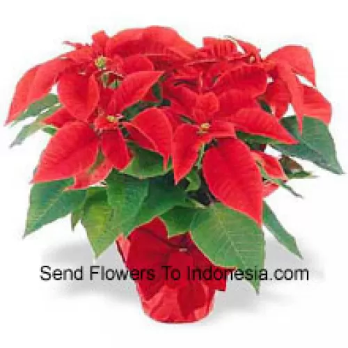 ¡Una tradición navideña en todo el mundo! Las poinsettias son una manera pensativa de decir 'Felices Fiestas' y añaden un toque duradero de color a cualquier decoración (Tenga en cuenta que nos reservamos el derecho de sustituir cualquier producto con un producto adecuado de igual valor en caso de no disponibilidad de cierto producto)