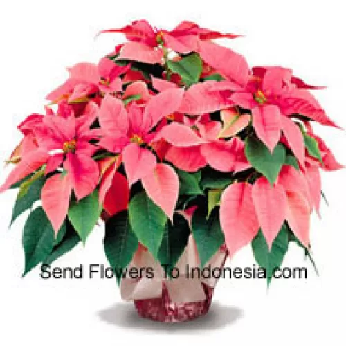 Un favori durable pour la maison ou le bureau, nos poinsettias de haute qualité sont un excellent moyen de dire "Meilleurs vœux de saison" avec style (Veuillez noter que nous nous réservons le droit de substituer tout produit par un produit approprié de valeur égale en cas de non disponibilité d'un certain produit)