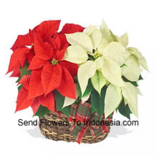 Deux poinsettias colorés et durables combinés dans un panier pour un élégant cadeau de vacances ! L'un est rouge et l'autre est blanc, rose ou une autre couleur populaire. (Veuillez noter que nous nous réservons le droit de substituer tout produit par un produit approprié de valeur égale en cas de non-disponibilité d'un certain produit)